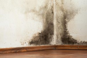 10+ Cara Mengatasi Dinding Kamar Kost yang Lembab, Berjamur, dan Bau Apek