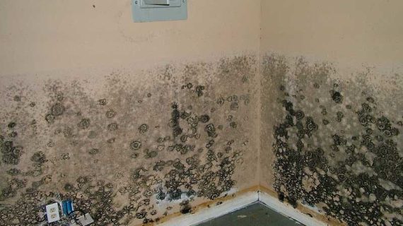 Kenapa Kamar Kost Lembap dan Berjamur? Ini Penyebab dan Cara Mengatasinya